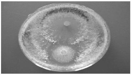 Trichoderma strain isolated from extremely arid desert environment, cultivation method, use method, straw colonization method and application thereof