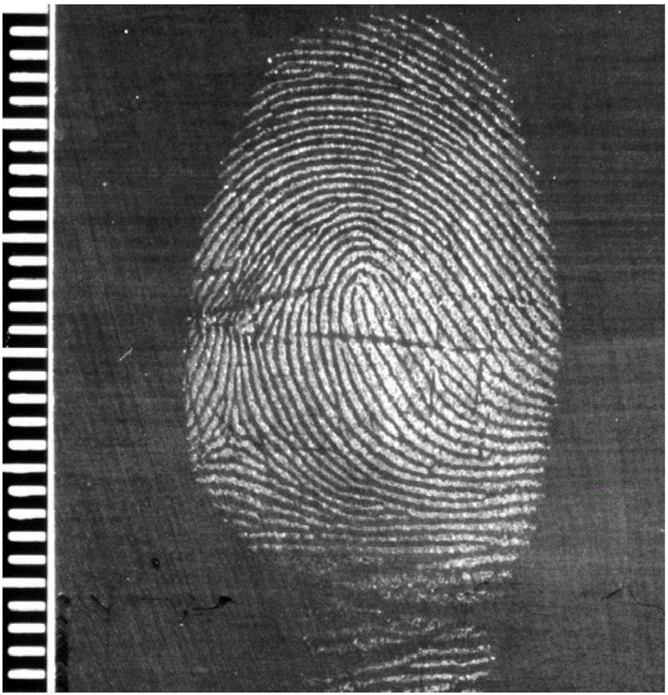 Magnetic fingerprint revealing powder and preparation method and application thereof