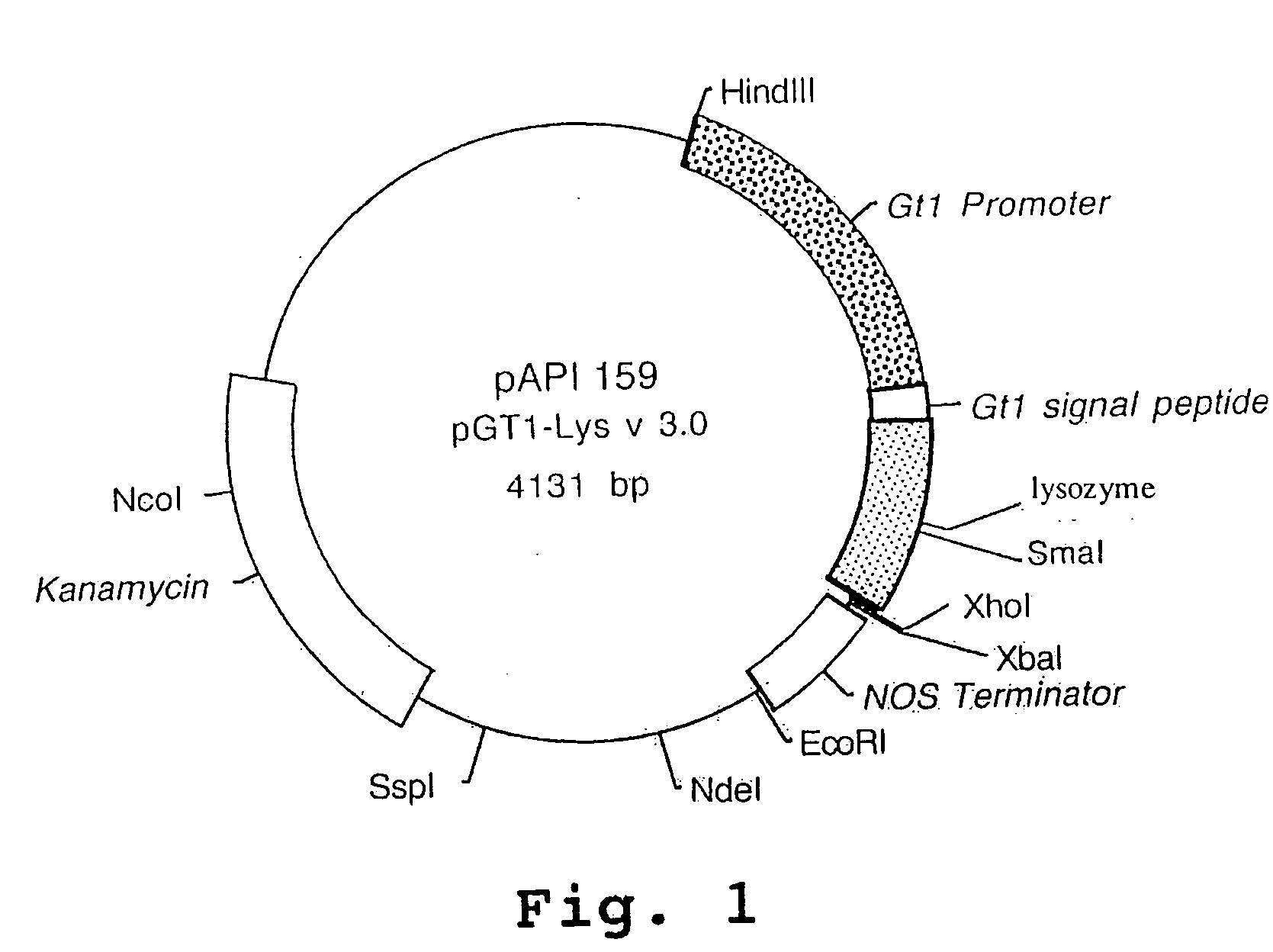 Expression of human milk proteins in transgenic plants