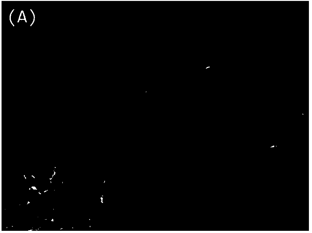 Gene medicine delivery system and preparation method