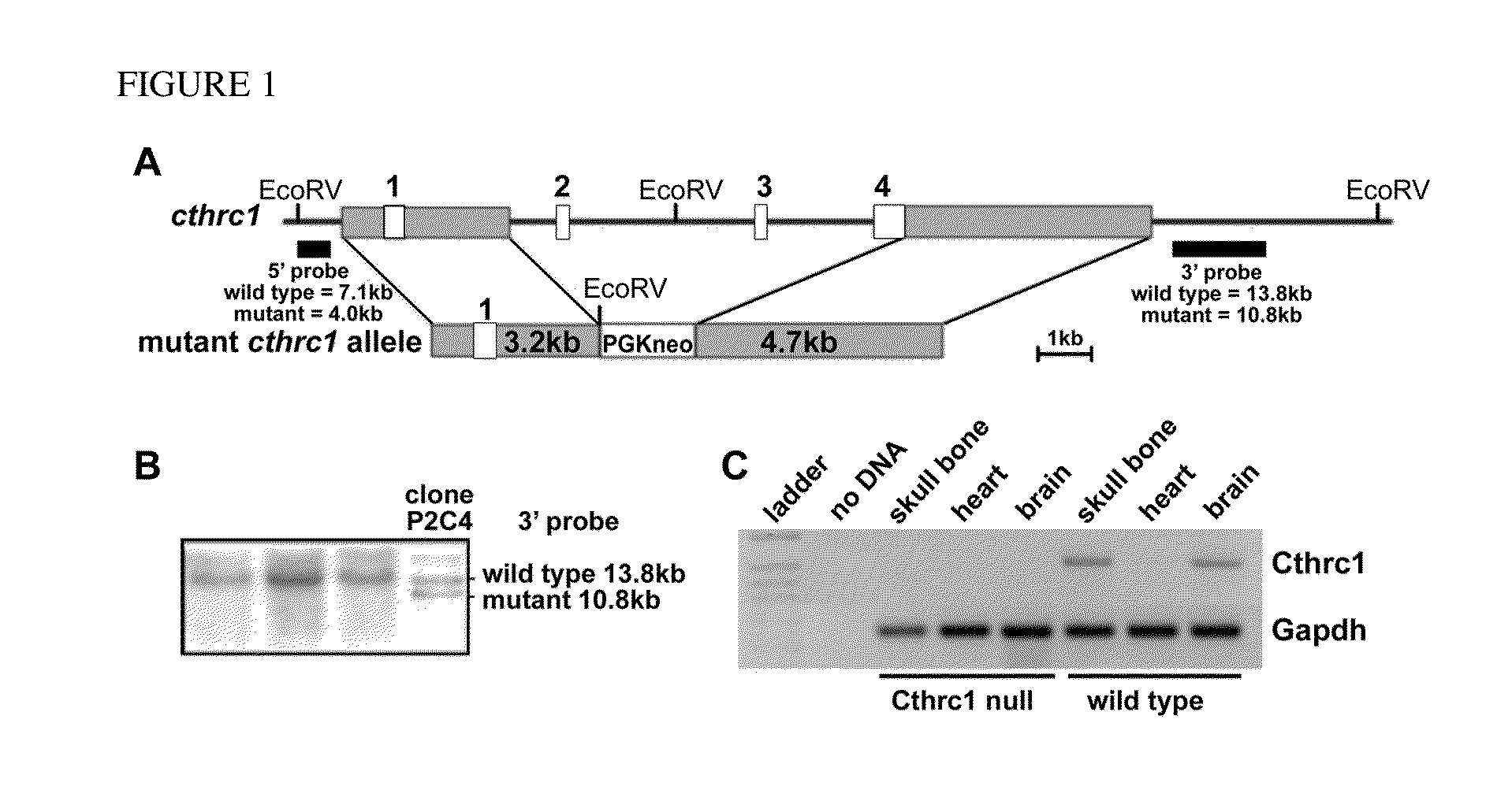 Compositions and methods for regulating metabolism