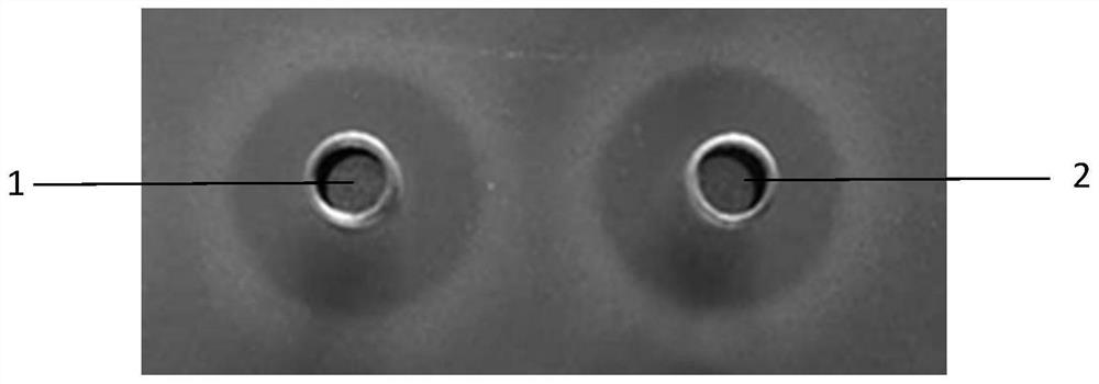 A strain of Bacillus Velez that suppresses viruses and promotes plant growth and its application