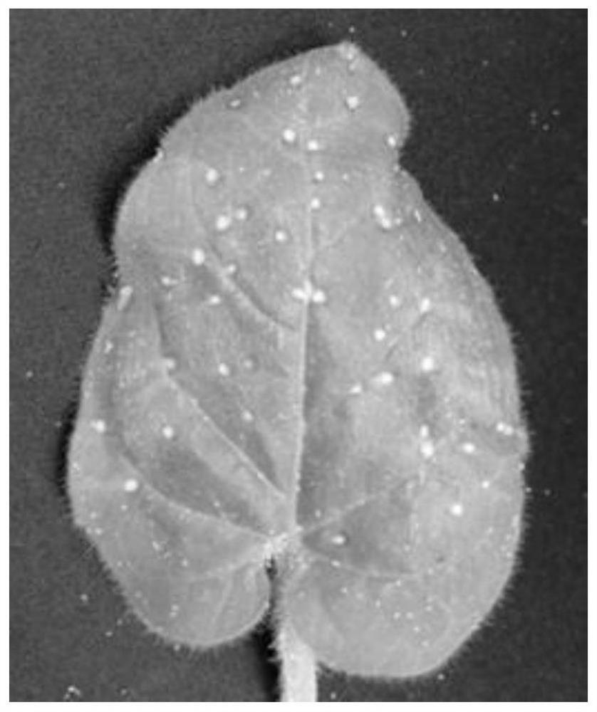 A strain of Bacillus Velez that suppresses viruses and promotes plant growth and its application