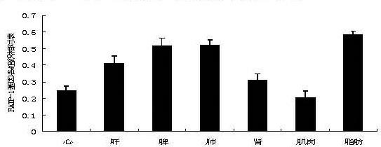 Intramuscular fat deposition fatty acid transport protein-1 (FATP-1) gene