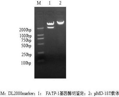 Intramuscular fat deposition fatty acid transport protein-1 (FATP-1) gene