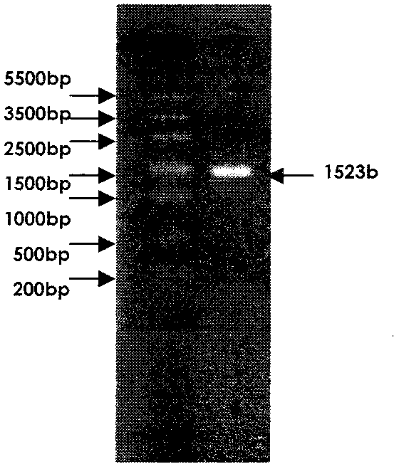 Staurosporine preparation method