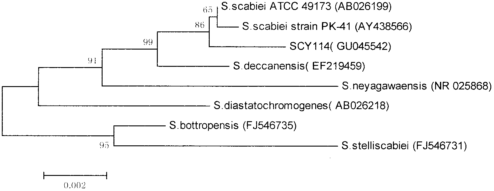 Staurosporine preparation method