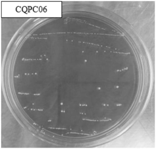 Lactobacillus fermentum CQPC06, and application of lactobacillus fermentum CQPC06 in preparation of foods or medicines capable of improving ulcerative colitis