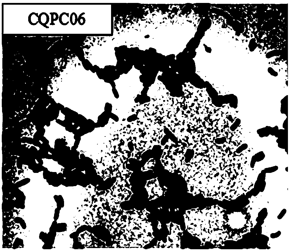 Lactobacillus fermentum CQPC06, and application of lactobacillus fermentum CQPC06 in preparation of foods or medicines capable of improving ulcerative colitis