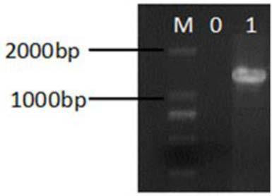 Lactobacillus fermentum CQPC06, and application of lactobacillus fermentum CQPC06 in preparation of foods or medicines capable of improving ulcerative colitis