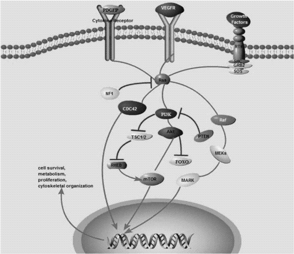 Gene knockout vector and zebra fish glioma model thereof