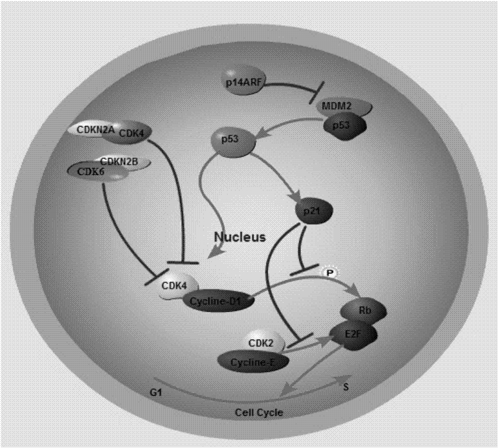 Gene knockout vector and zebra fish glioma model thereof