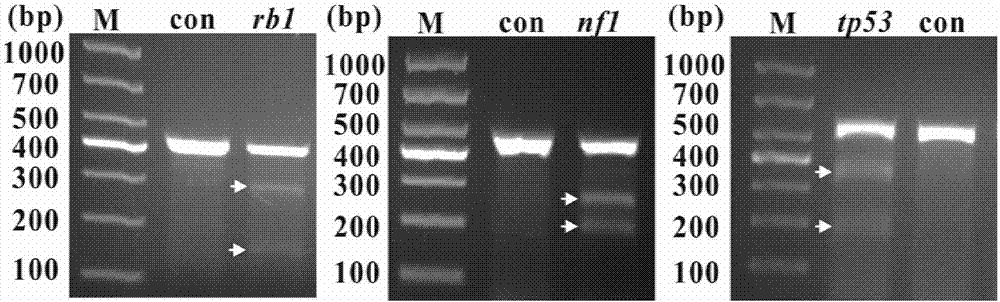 Gene knockout vector and zebra fish glioma model thereof