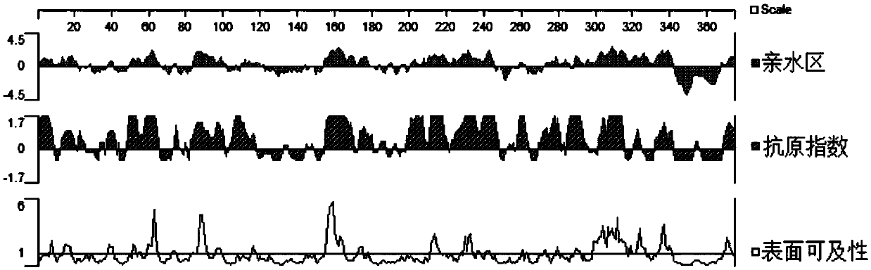 Expression protein for detecting bovine viral diarrhea virus antibody, ELISA kit and preparation method and application thereof