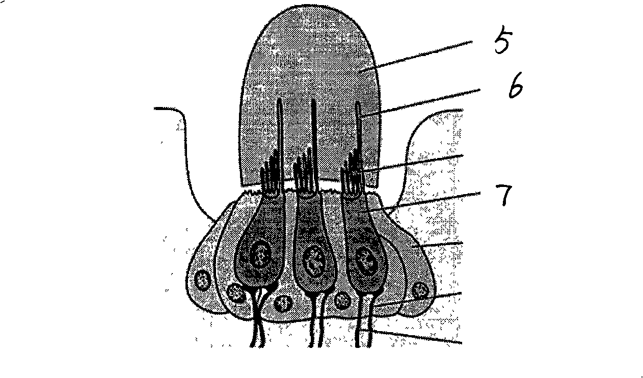 Encapsulation structure of micro-nano bionic vector water sound sensor