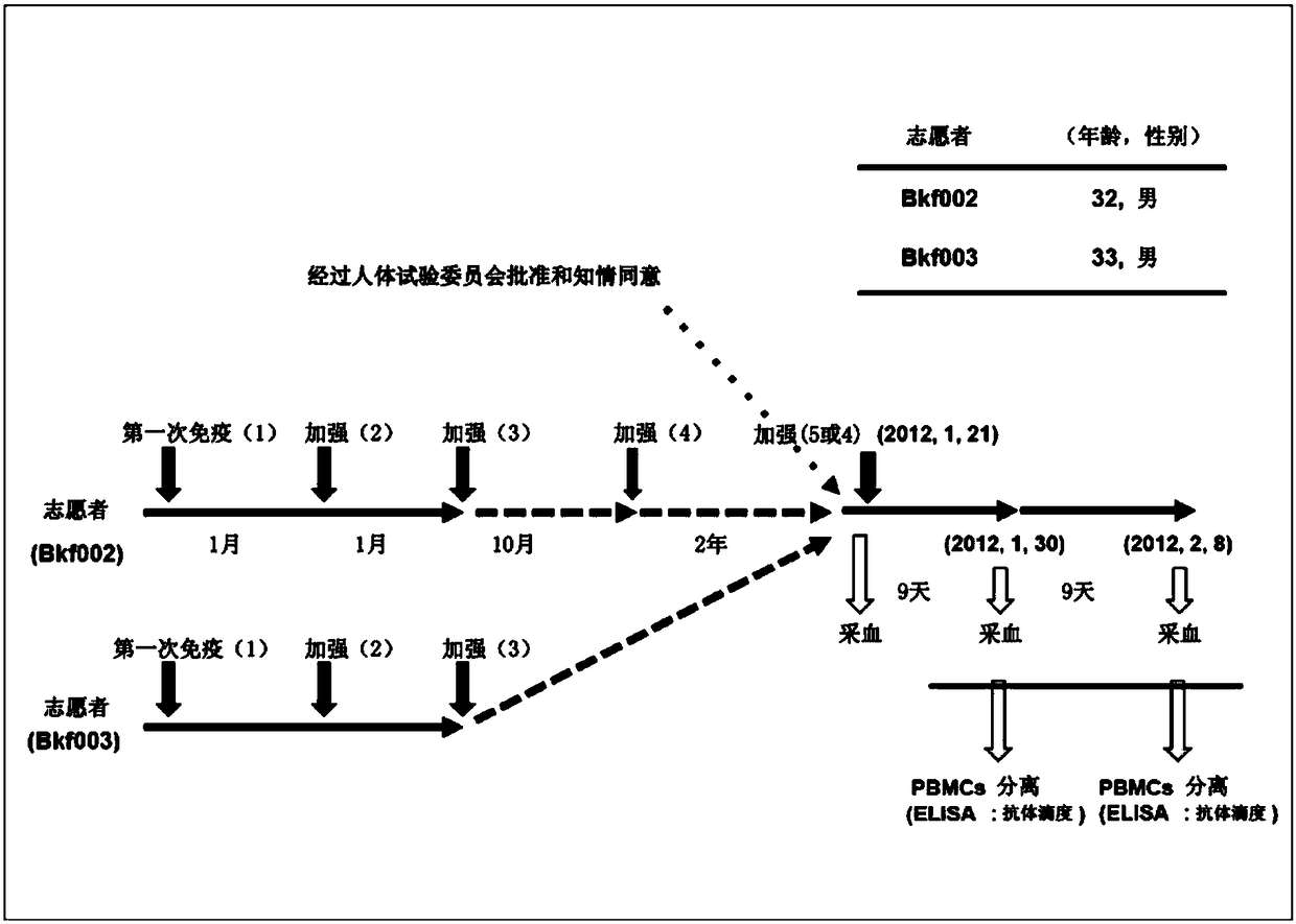 Human monoclonal antibody that binds/neutralizes botulinum neurotoxin type b