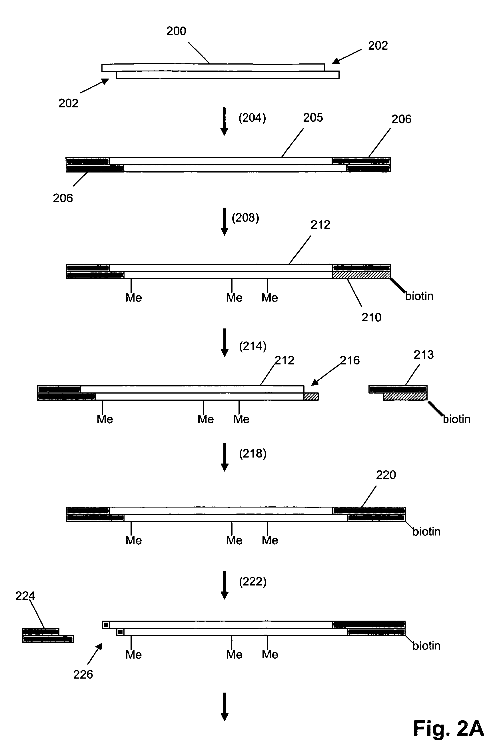 Methods and compositions for tagging and identifying polynucleotides