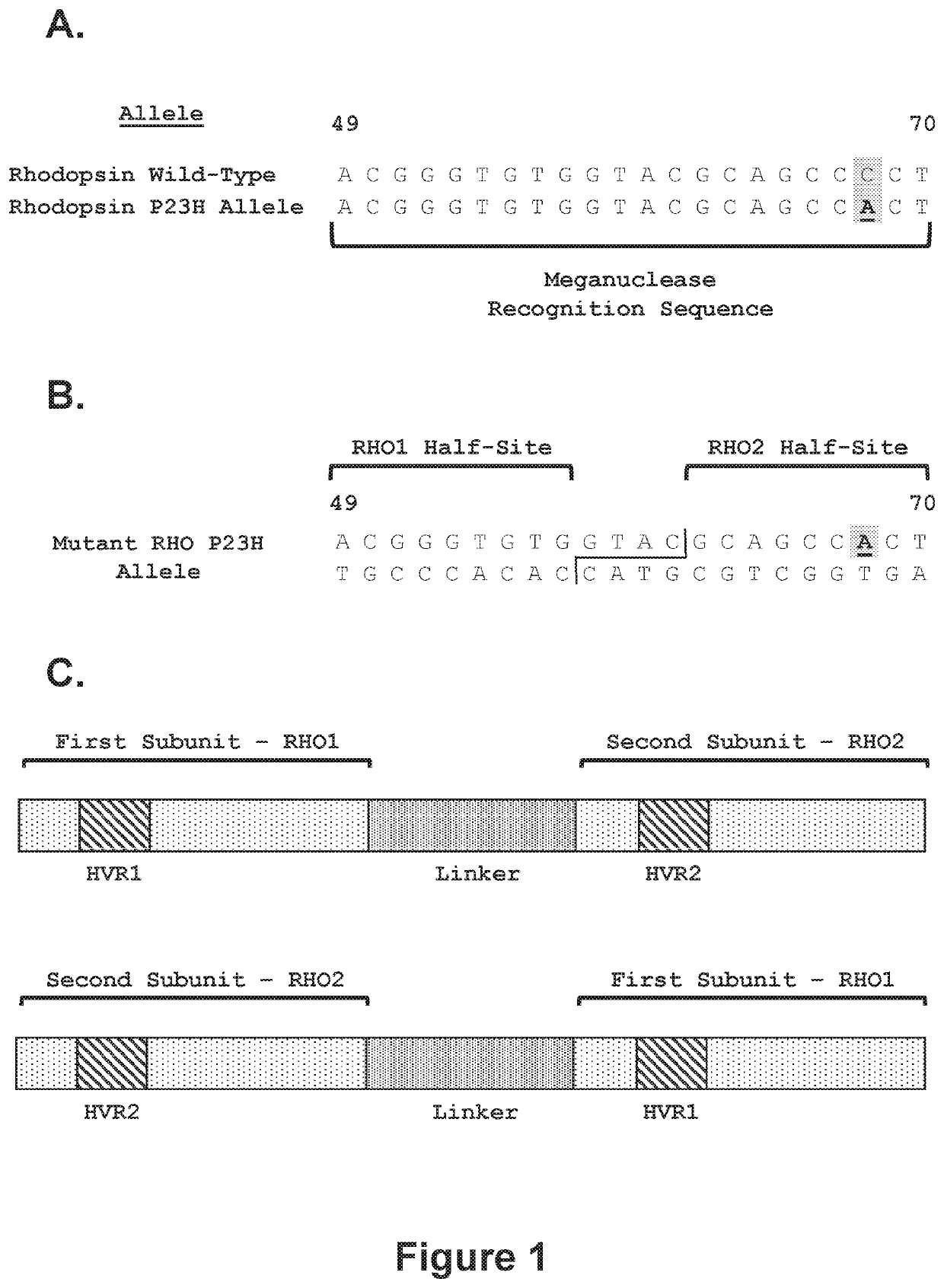 Treatment of retinitis pigmentosa using engineered meganucleases