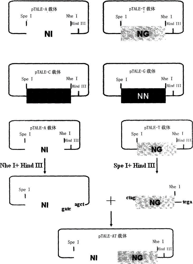 Pair of polypeptides specifically identifying porcine NFkappaBp65 gene, and coding gene and application thereof