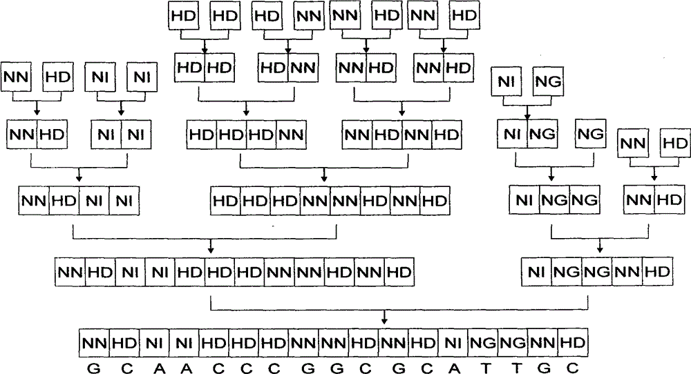 Pair of polypeptides specifically identifying porcine NFkappaBp65 gene, and coding gene and application thereof