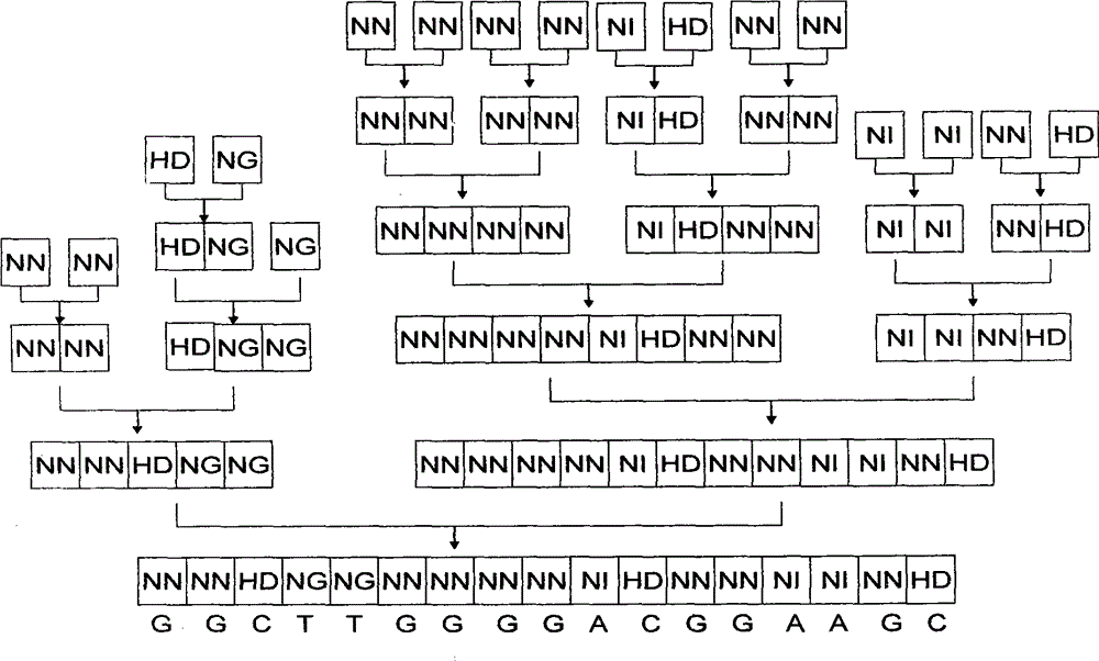 Pair of polypeptides specifically identifying porcine NFkappaBp65 gene, and coding gene and application thereof