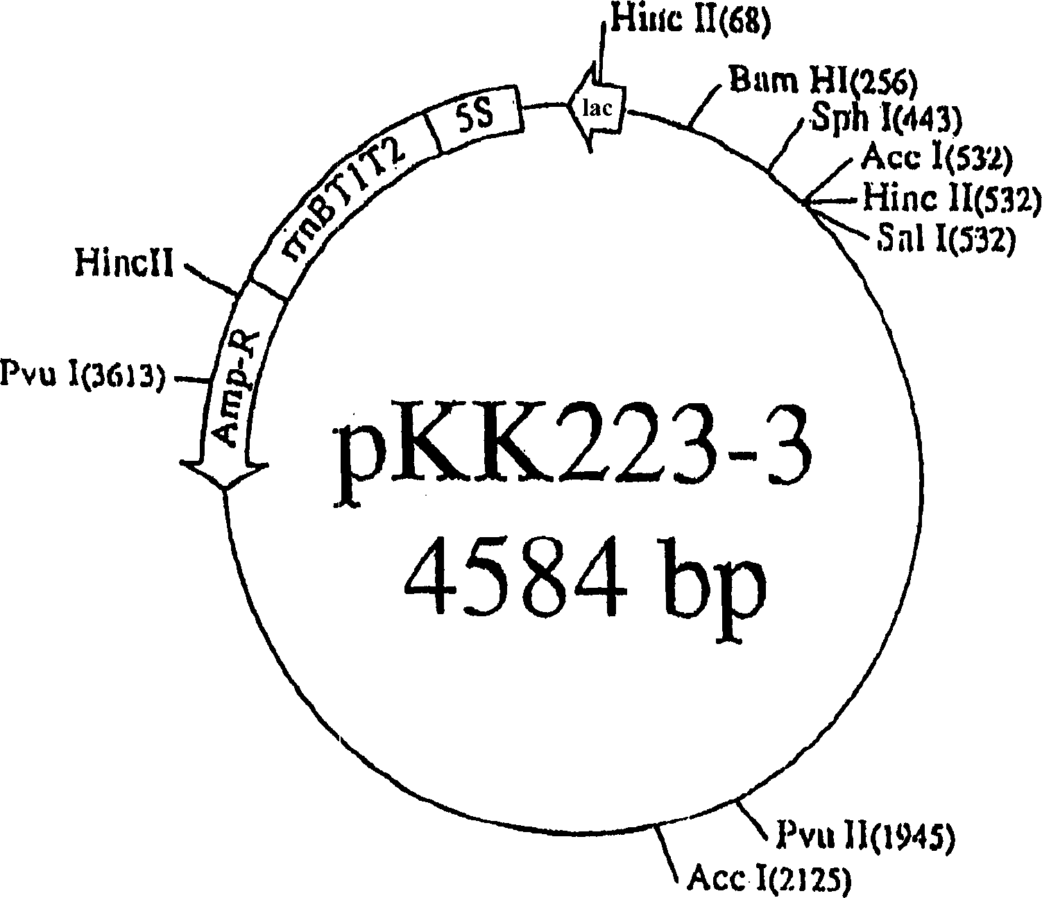 Process for preparing transformed microorganism, D-aminoacylase