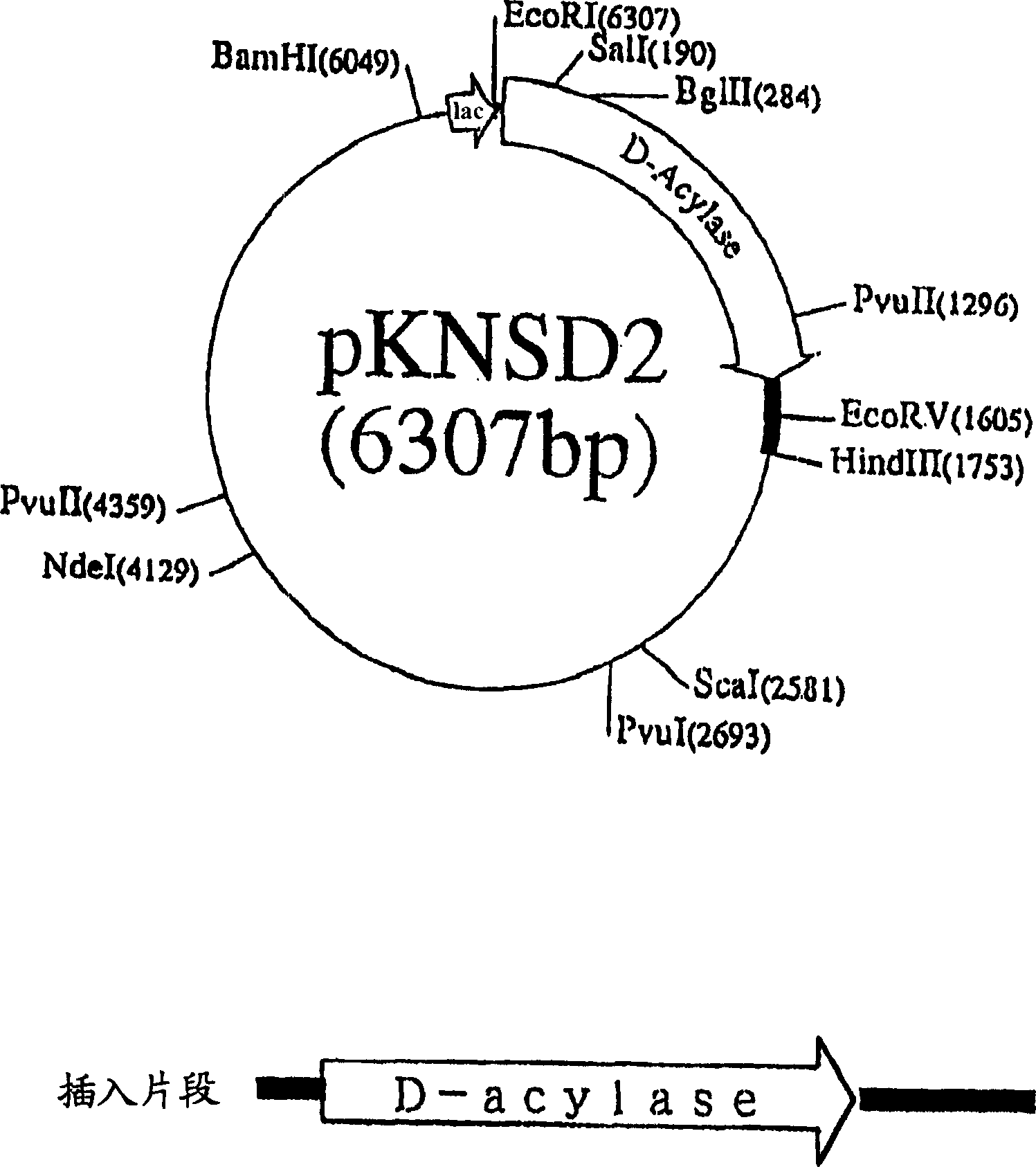 Process for preparing transformed microorganism, D-aminoacylase