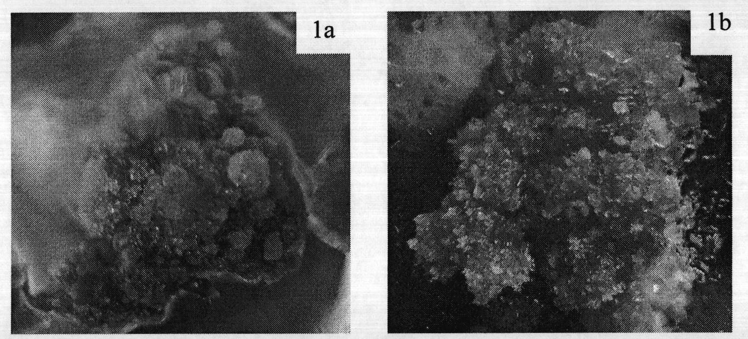 Method for inducing regeneration plant of tetraena mongolica by somatic cell embryo