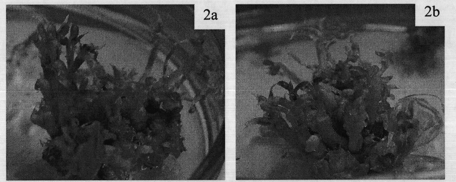 Method for inducing regeneration plant of tetraena mongolica by somatic cell embryo