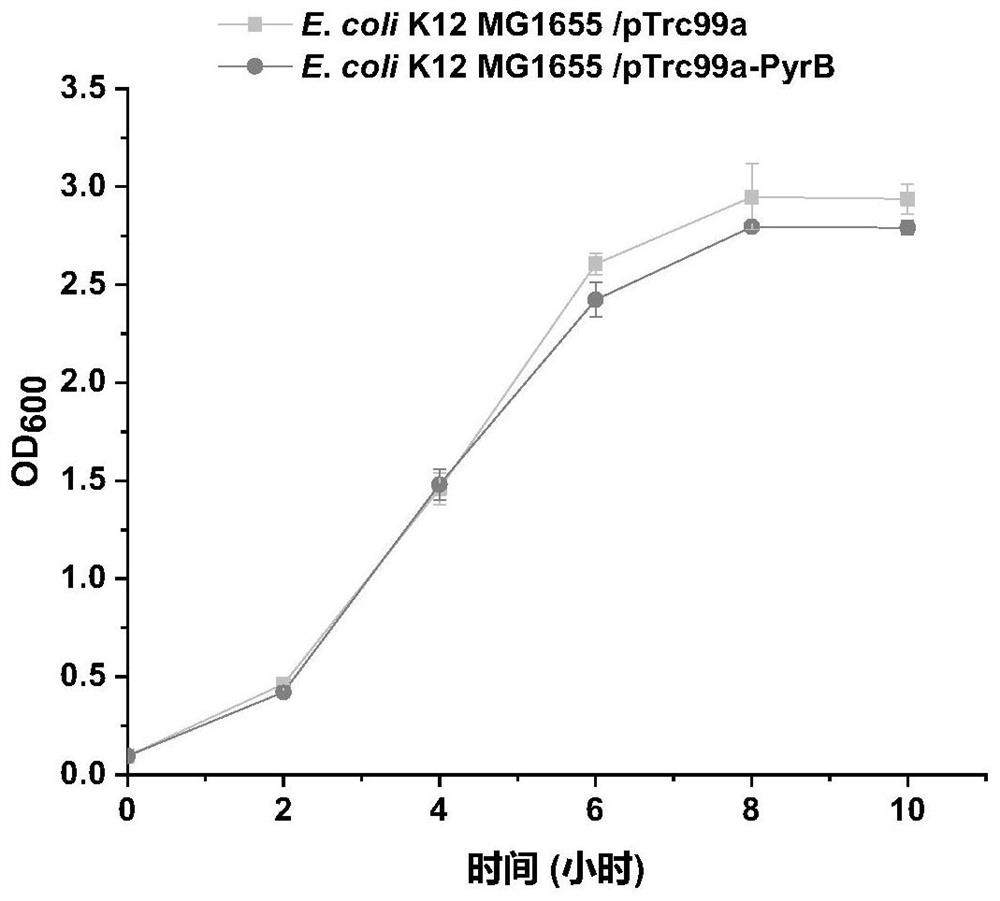 Escherichia coli engineering bacteria with improved acid stress resistance and application of escherichia coli engineering bacteria