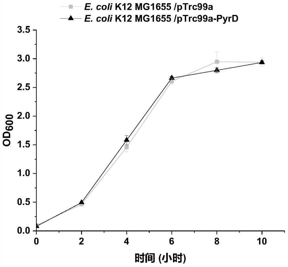 Escherichia coli engineering bacteria with improved acid stress resistance and application of escherichia coli engineering bacteria