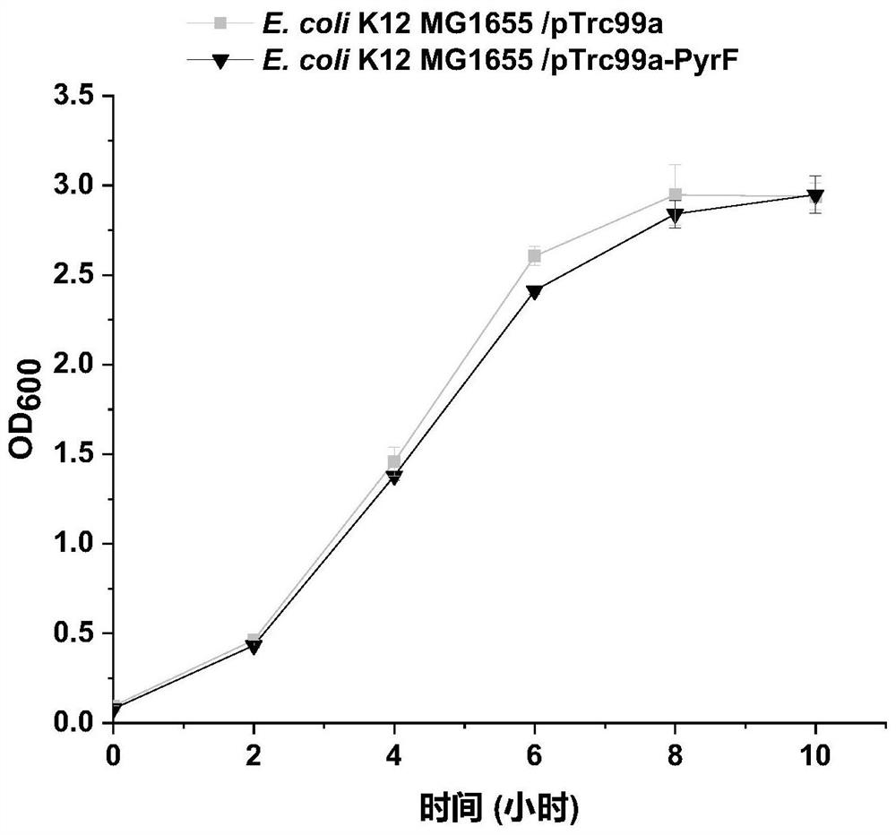 Escherichia coli engineering bacteria with improved acid stress resistance and application of escherichia coli engineering bacteria