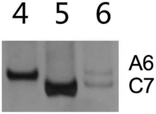 Molecular marker for identifying separation conditions of interspecific hybrid and descendant materials A06 and C07 chromosome of brassica vegetables and method