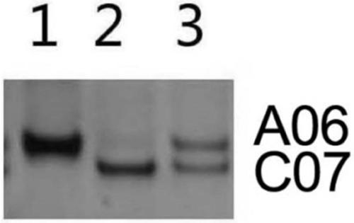 Molecular marker for identifying separation conditions of interspecific hybrid and descendant materials A06 and C07 chromosome of brassica vegetables and method