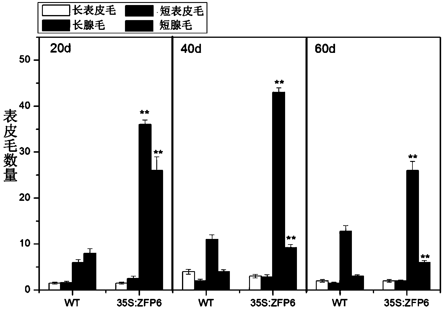 Application of arabidopsis thaliana zinc finger protein gene ZFP6 to promoting growth of tobacco glandular hair