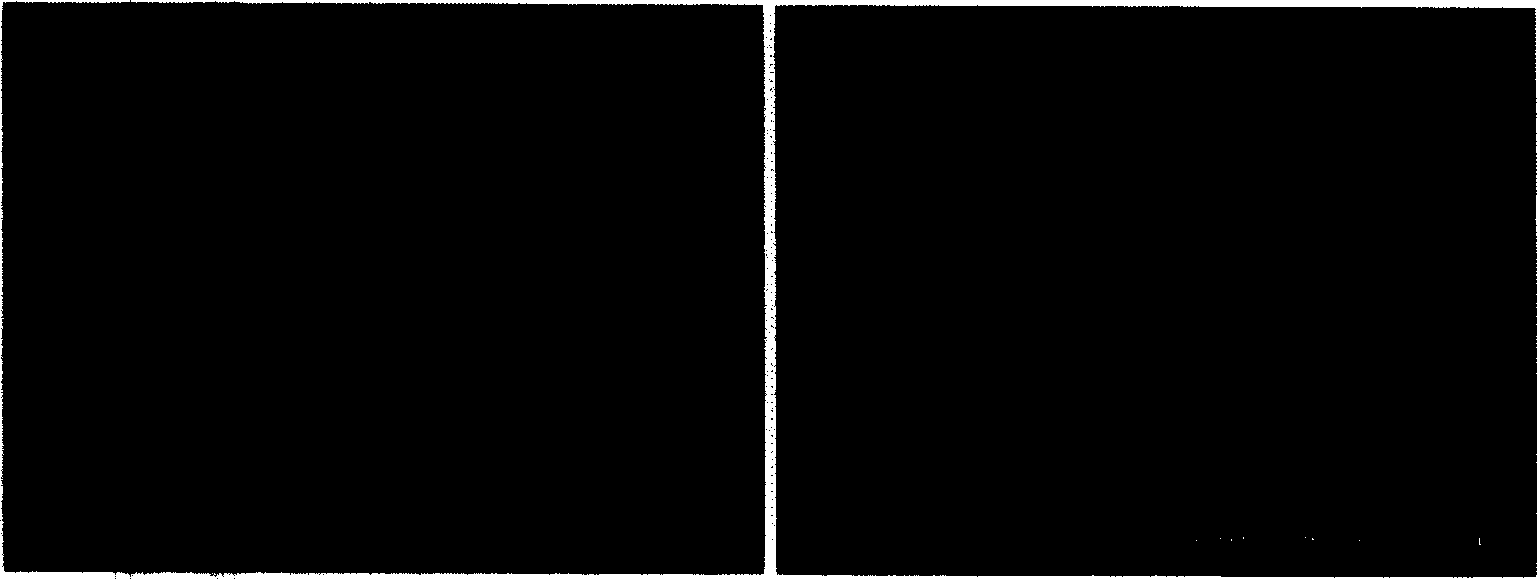 Method for preparing organic compound single-crystal nano structure