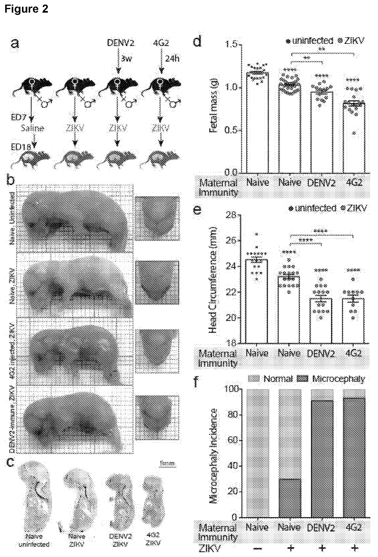 Targeted prevention of maternal to foetal vertical transmission of infection