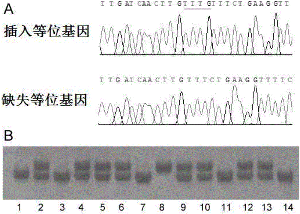 Application of insertion/deletion polymorphic locus in sudden unexplained death detecting kit