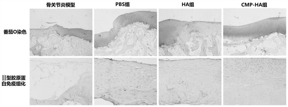 Joint injection preparation based on collagen binding polypeptide-modified hyaluronic acid as well as preparation method and application of joint injection preparation