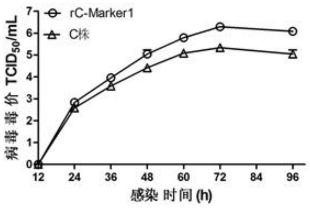 carry type 1 bvdv-e  <sup>rns</sup> Construction method of genetically high fecundity classical swine fever attenuated marker vaccine