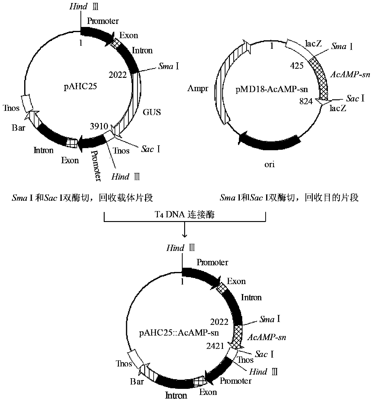 Method for cultivation of transgenic wheat resisting take-all and sharp eyespot and related biological materials thereof