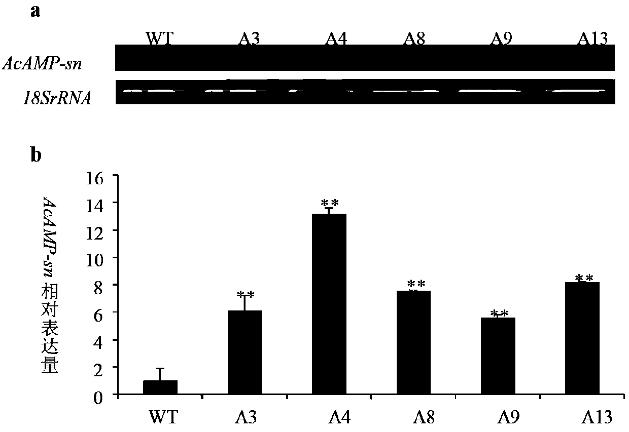 Method for cultivation of transgenic wheat resisting take-all and sharp eyespot and related biological materials thereof