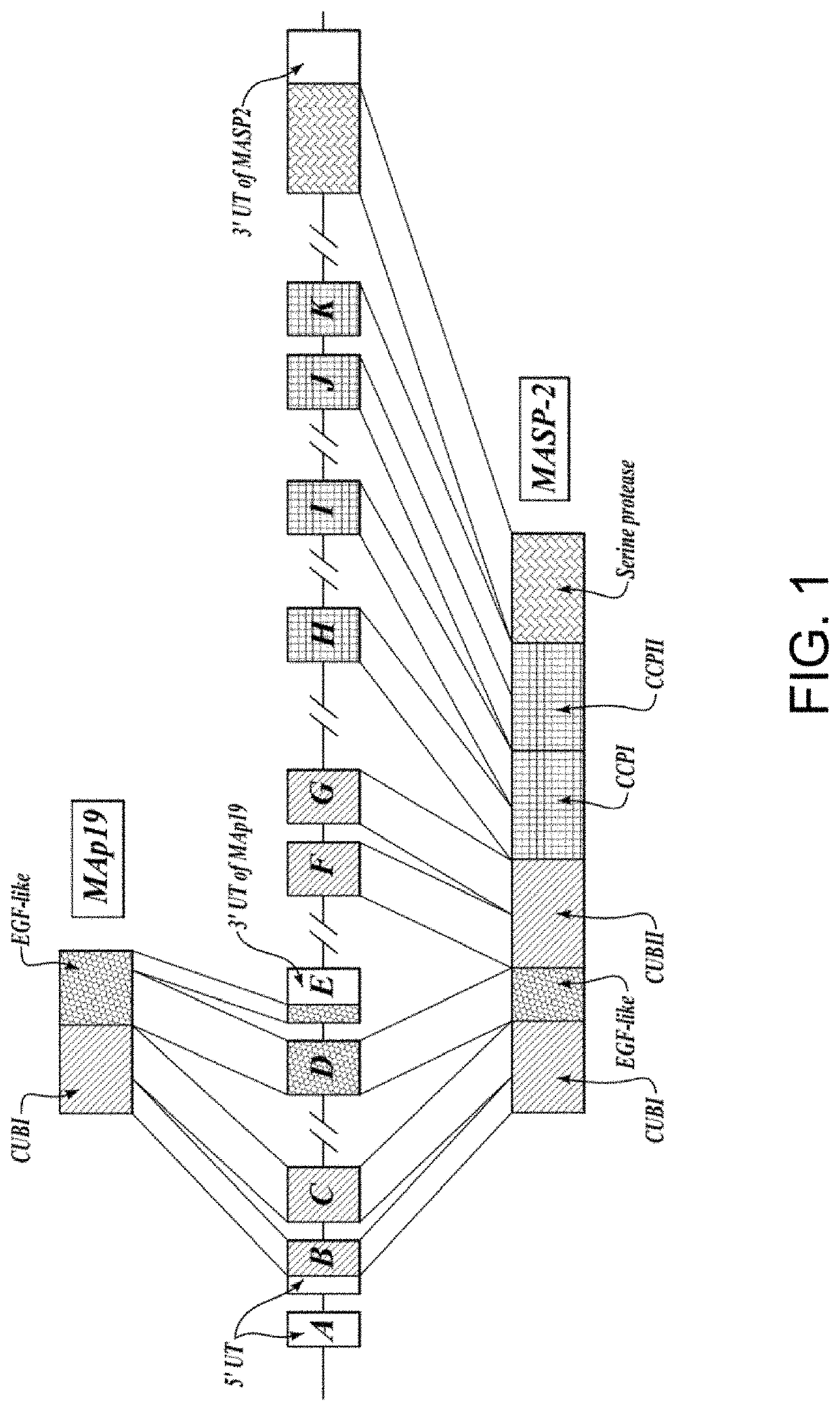 Methods for inhibiting fibrosis in a subject in need thereof