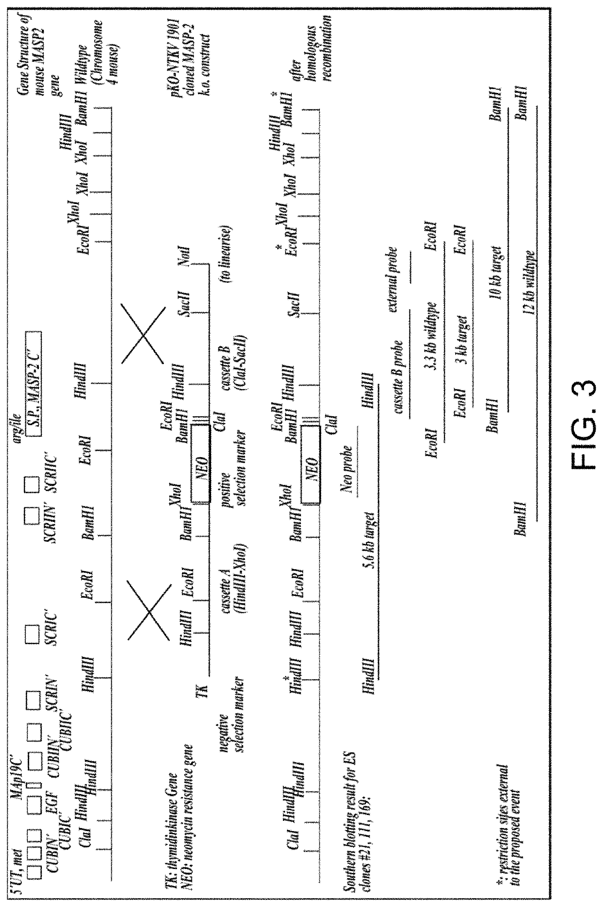 Methods for inhibiting fibrosis in a subject in need thereof