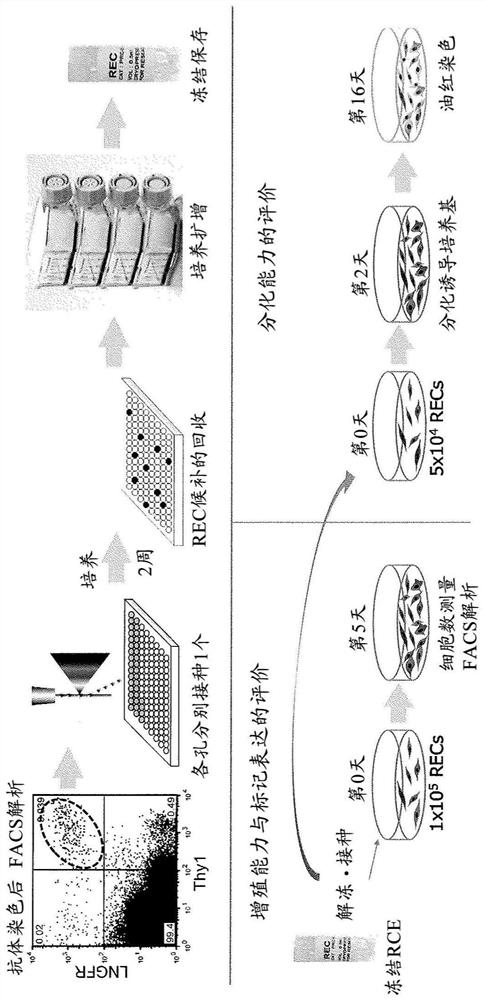 High purity mesenchymal stem cells