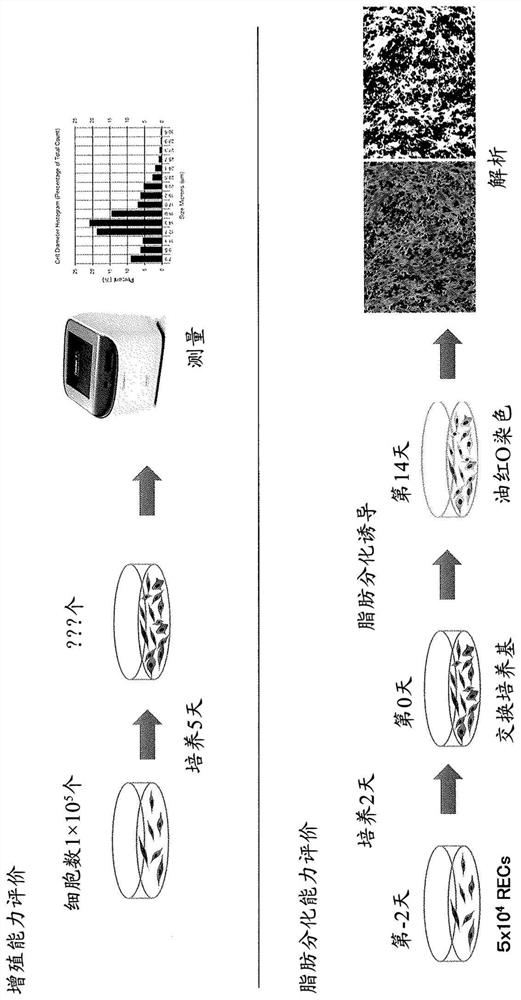 High purity mesenchymal stem cells