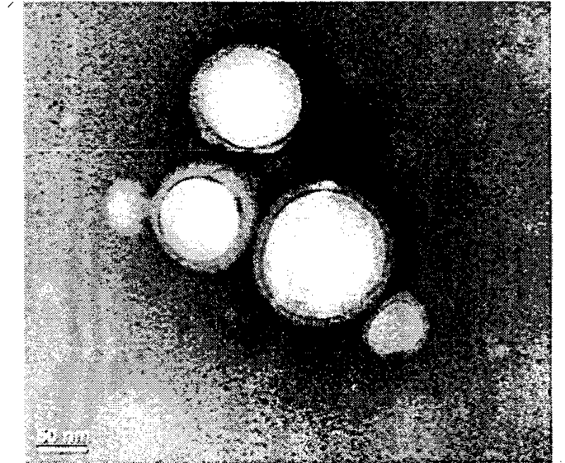 Magnetic tumour target polymer nano vesicle and preparation method thereof