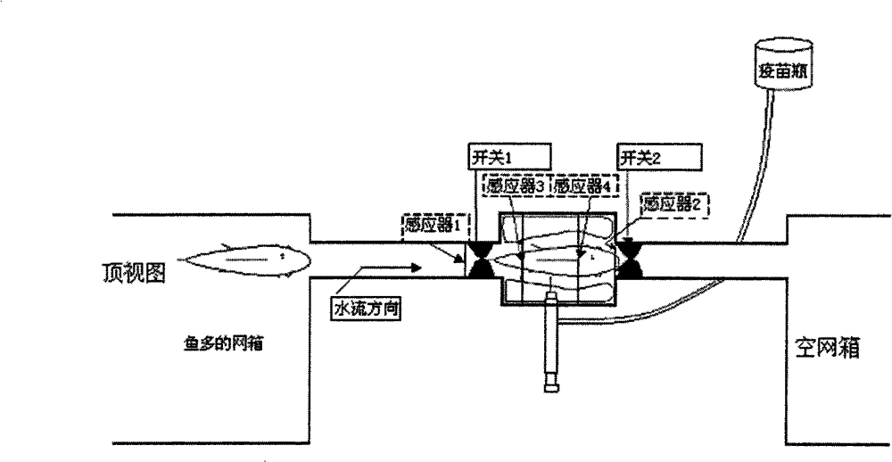 Device for injecting live fish