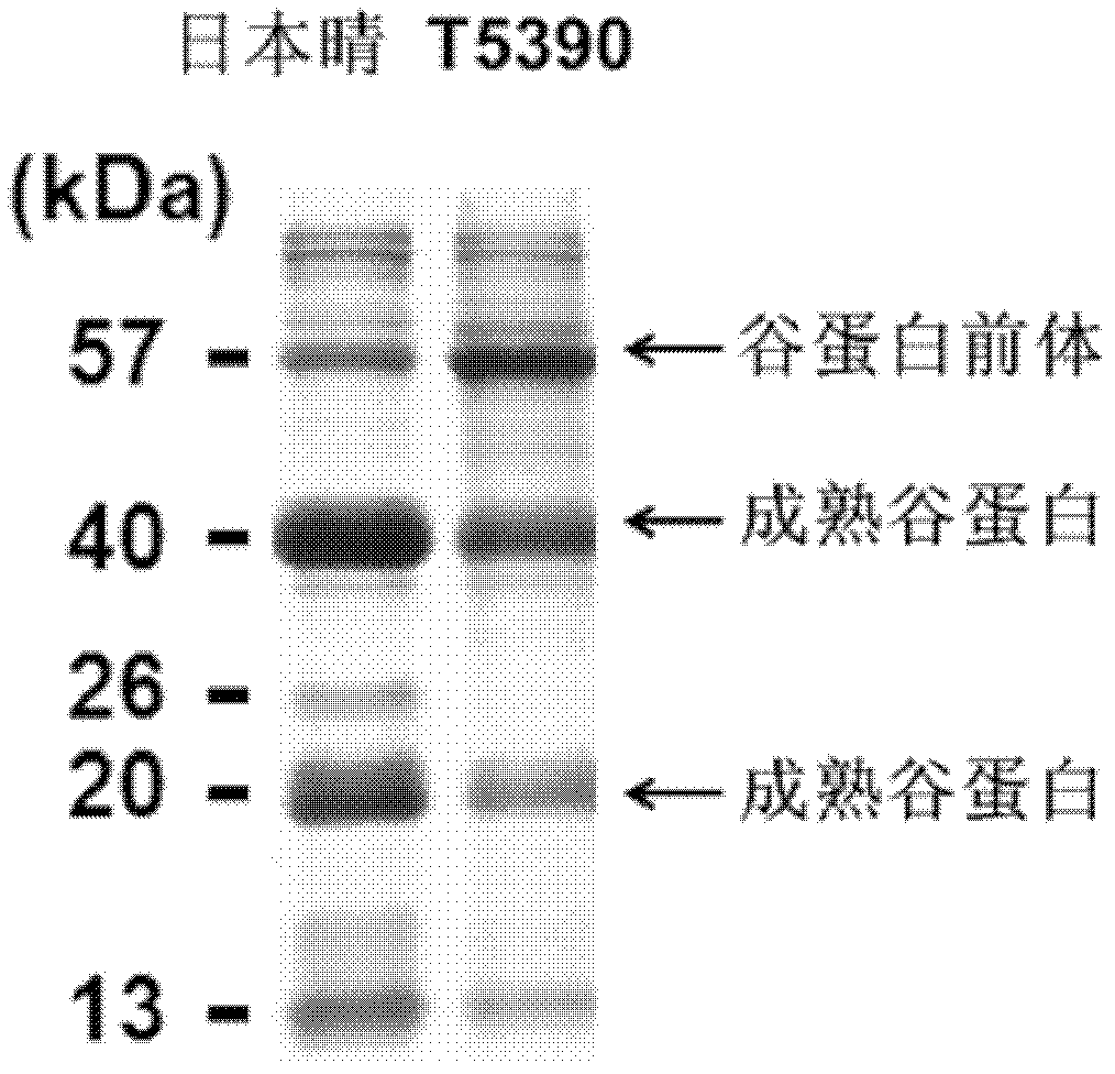 Vegetable glutelin transportation storage related protein OsVps9a as well as coding gene and application thereof