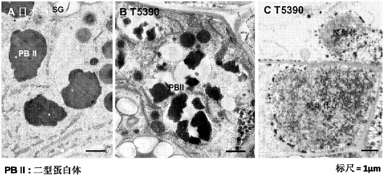 Vegetable glutelin transportation storage related protein OsVps9a as well as coding gene and application thereof